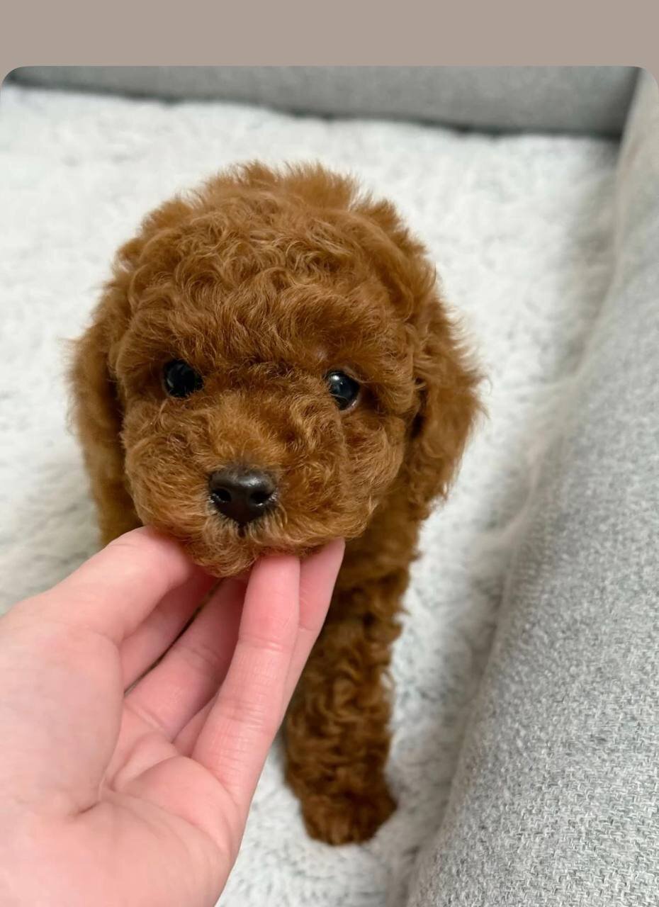 Hypoallergenic & Smart: 10-Week-Old Female Poodle. image 3