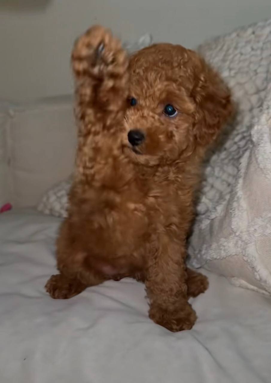 Hypoallergenic & Smart: 10-Week-Old Female Poodle. image 2