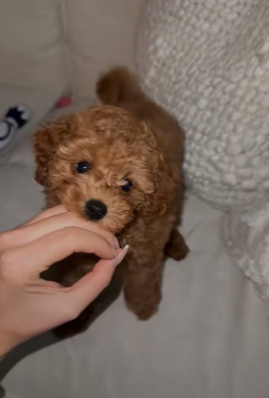 Hypoallergenic & Smart: 10-Week-Old Female Poodle. image 1