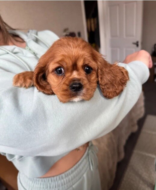 Gorgeous Cavapoo puppies image 8
