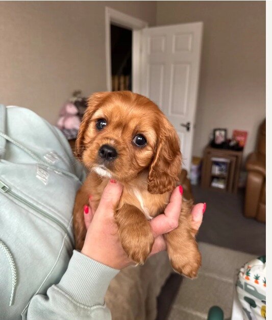 Gorgeous Cavapoo puppies image 1