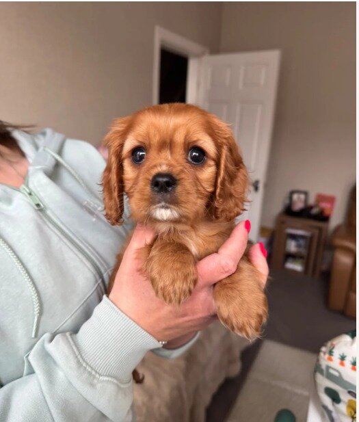 Gorgeous Cavapoo puppies image 2
