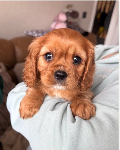 Gorgeous Cavapoo puppies image 9