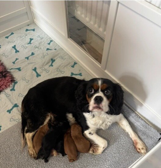Gorgeous Cavapoo puppies image 3