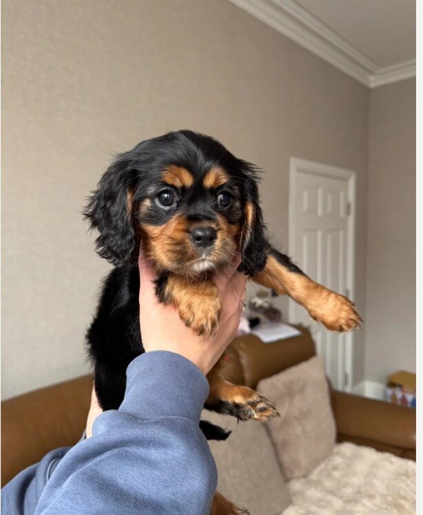 Gorgeous Cavapoo puppies image 7