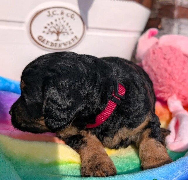 Gorgeous Cavapoo puppies image 4