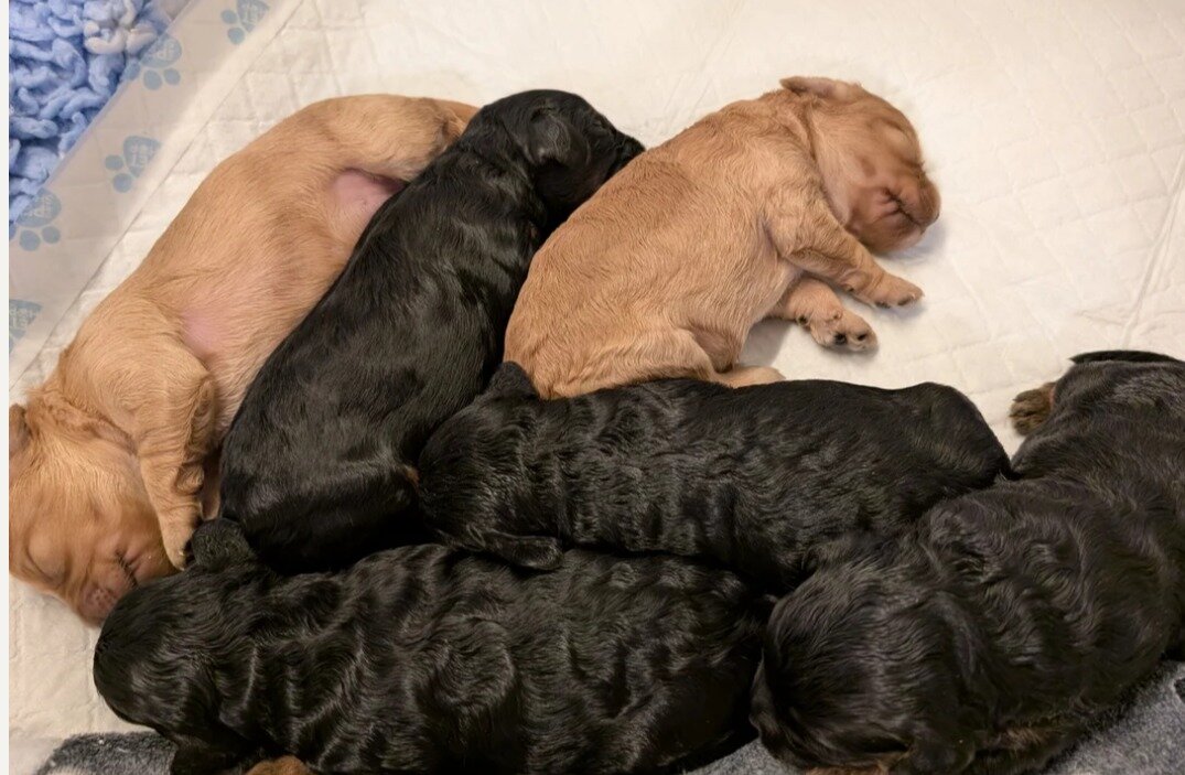 Gorgeous Cavapoo puppies image 6