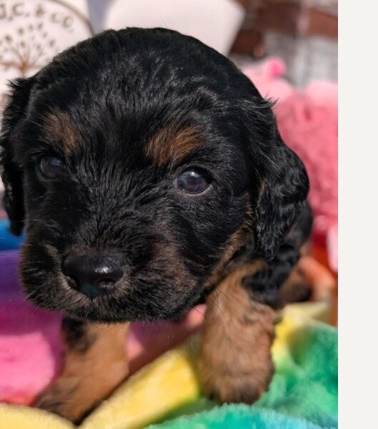 Gorgeous Cavapoo puppies image 5