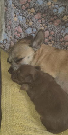 Adorable chihuahua  pups looking for new home image 1