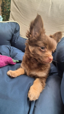 Adorable chihuahua  pups looking for new home image 2