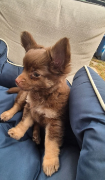 Adorable chihuahua  pups looking for new home image 3