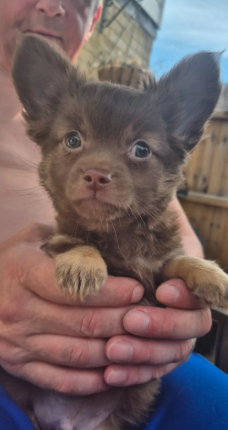 Adorable chihuahua  pups looking for new home image 4