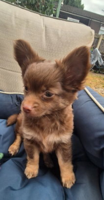 Adorable chihuahua  pups looking for new home image 5