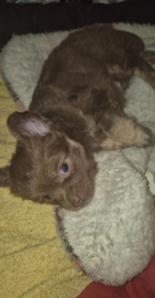 Adorable chihuahua  pups looking for new home image 6