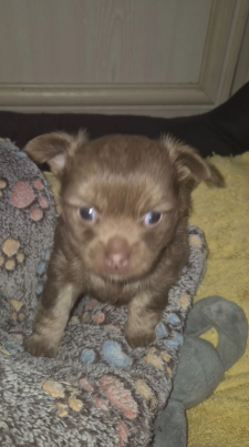 Adorable chihuahua  pups looking for new home image 7