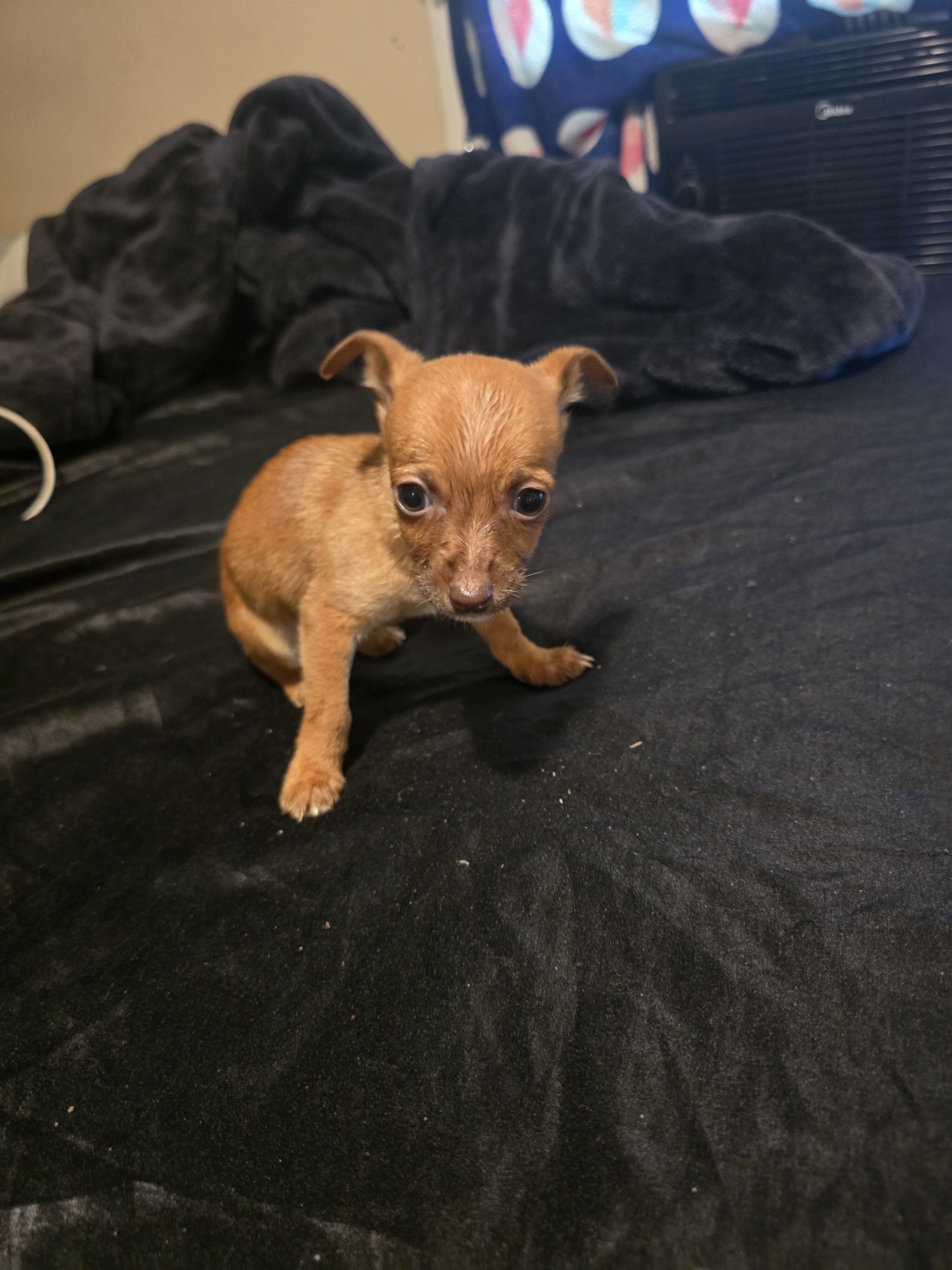 Chihuahua  pups image 5