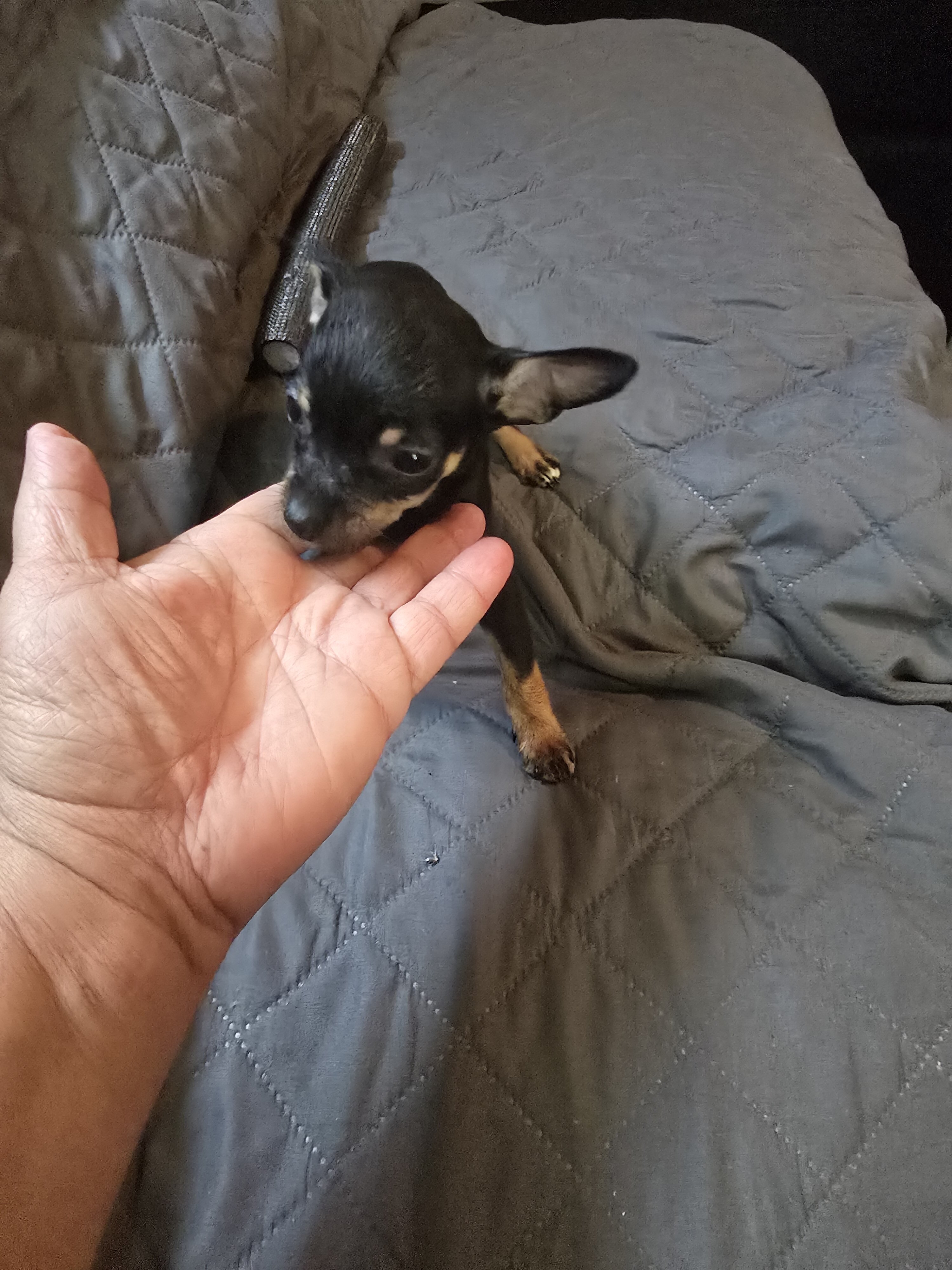 Chihuahua  pups image 2