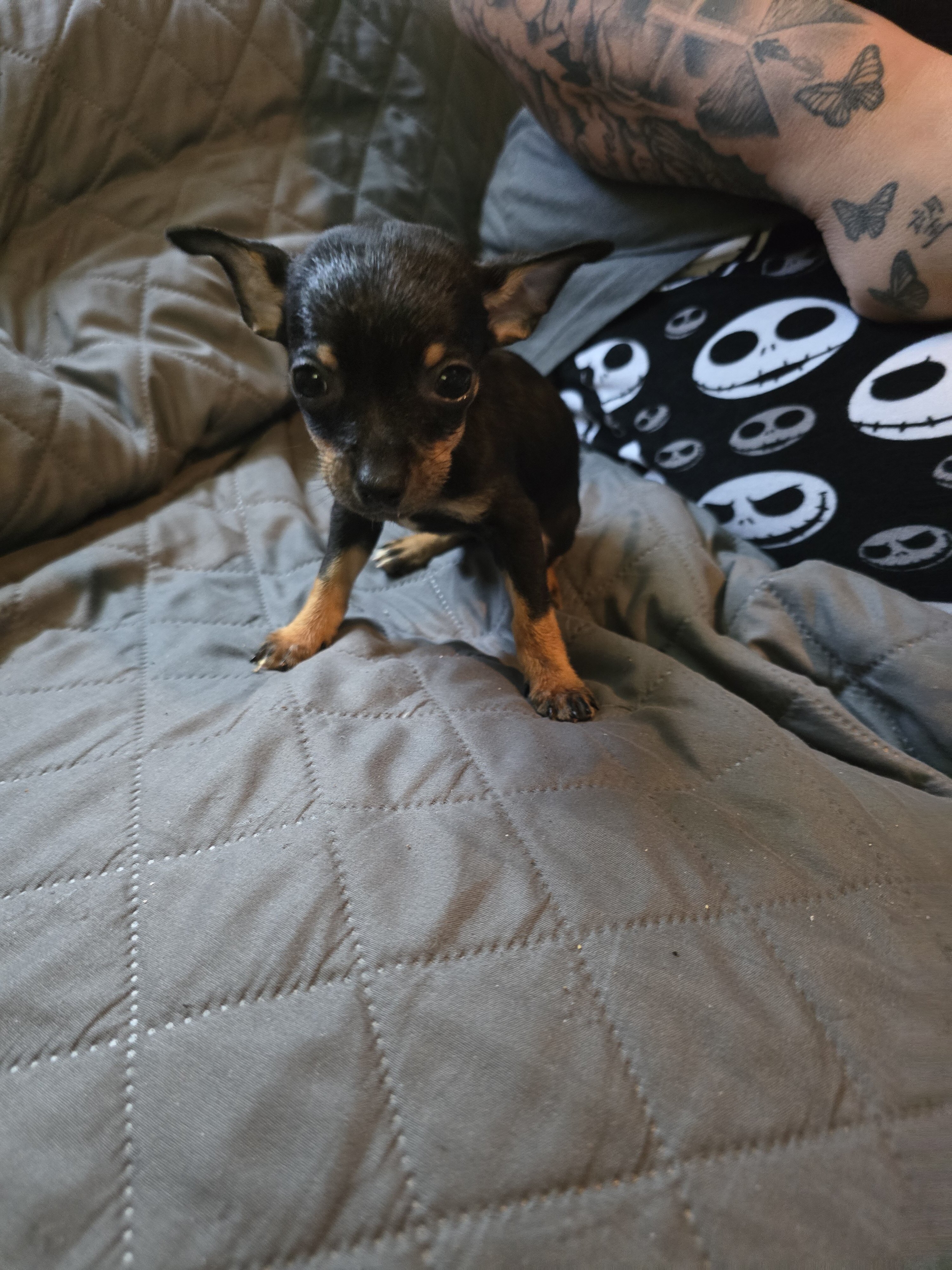 Chihuahua  pups image 1