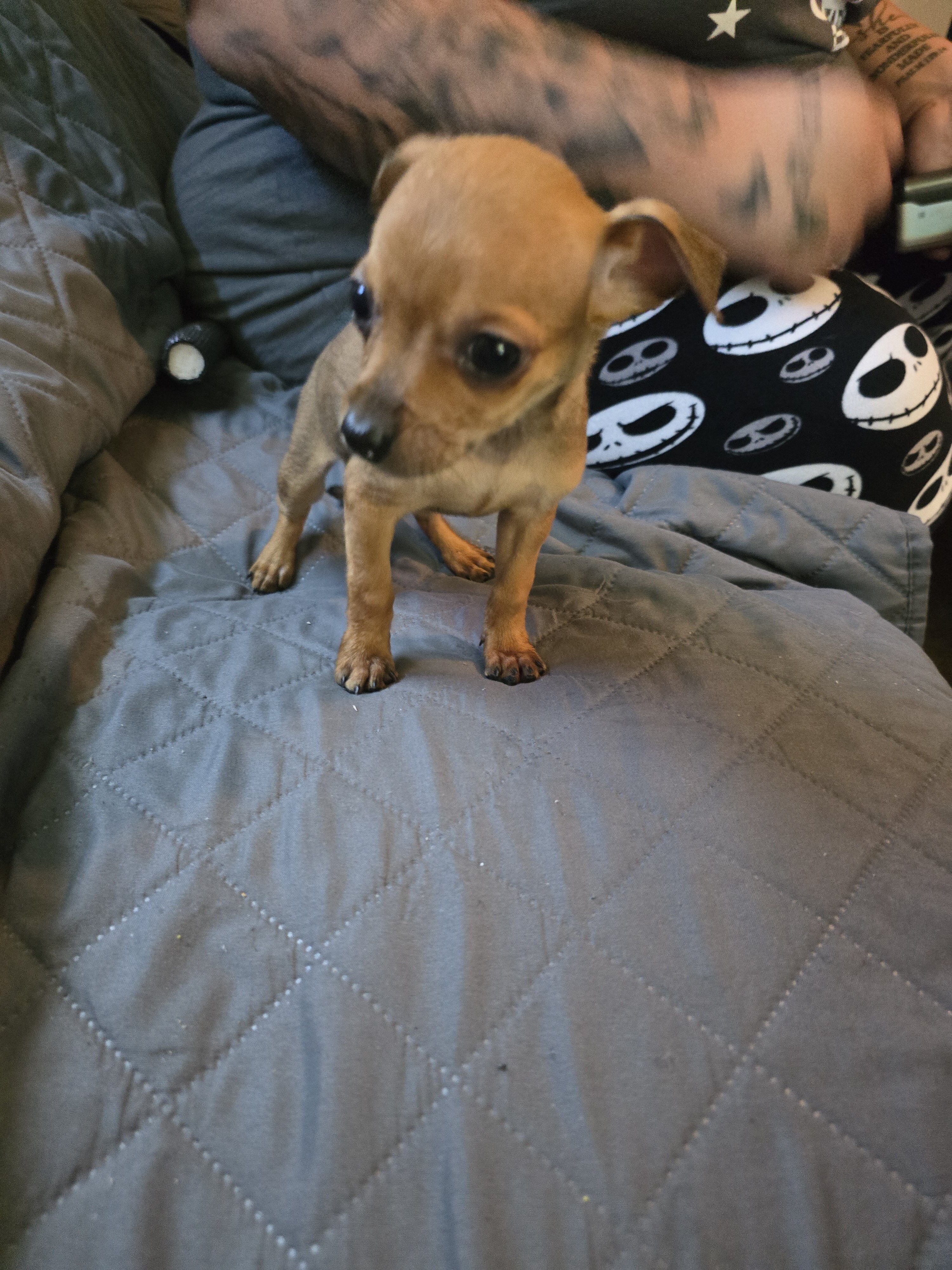 Chihuahua  pups image 3