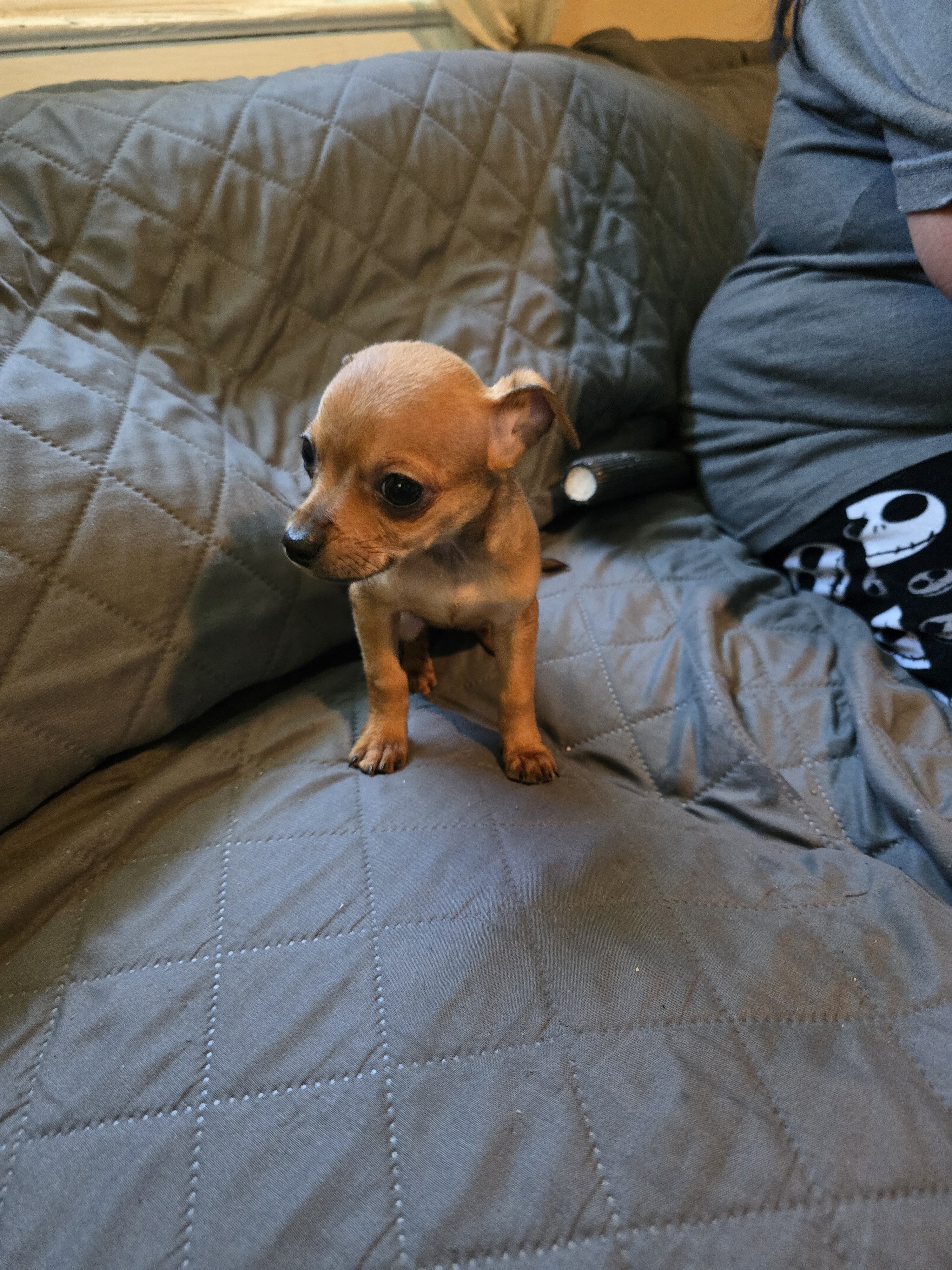 Chihuahua  pups image 4