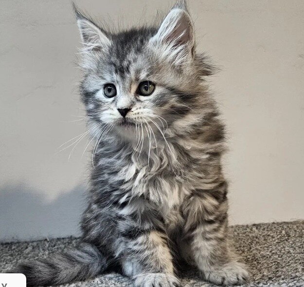 Gorgeous Maine coon image 3