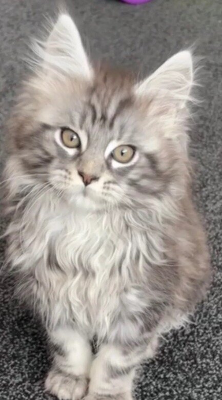 Gorgeous Maine coon image 4