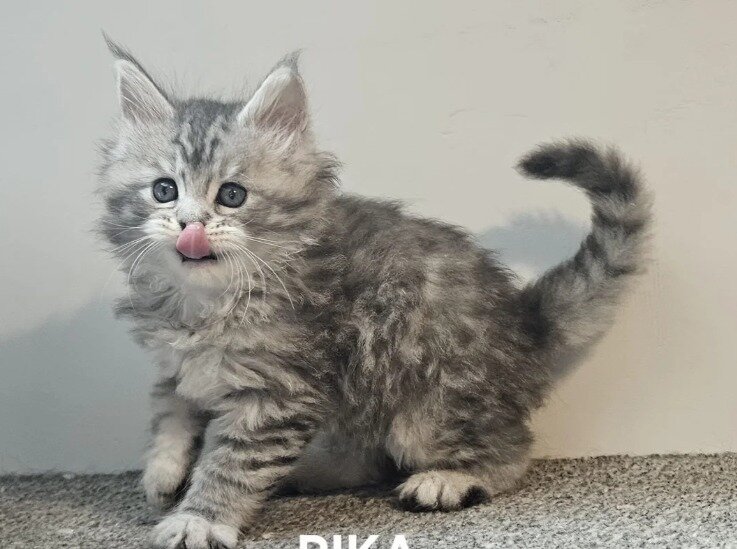 Gorgeous Maine coon image 1