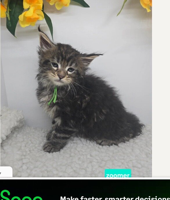 Gorgeous Maine coon image 6