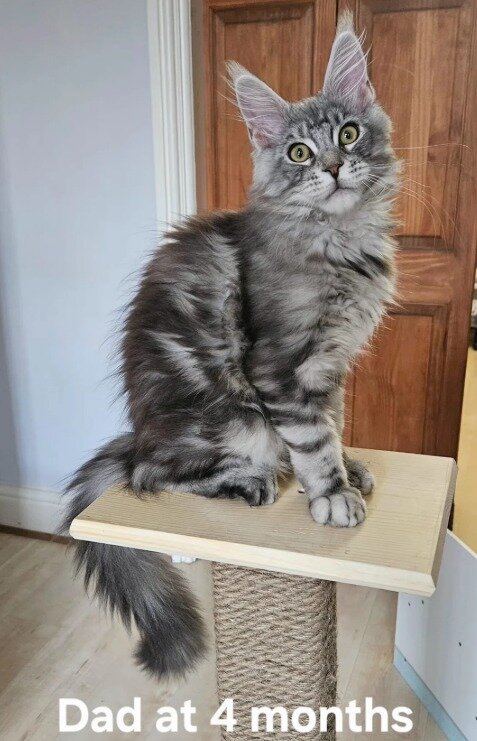 Gorgeous Maine coon image 5