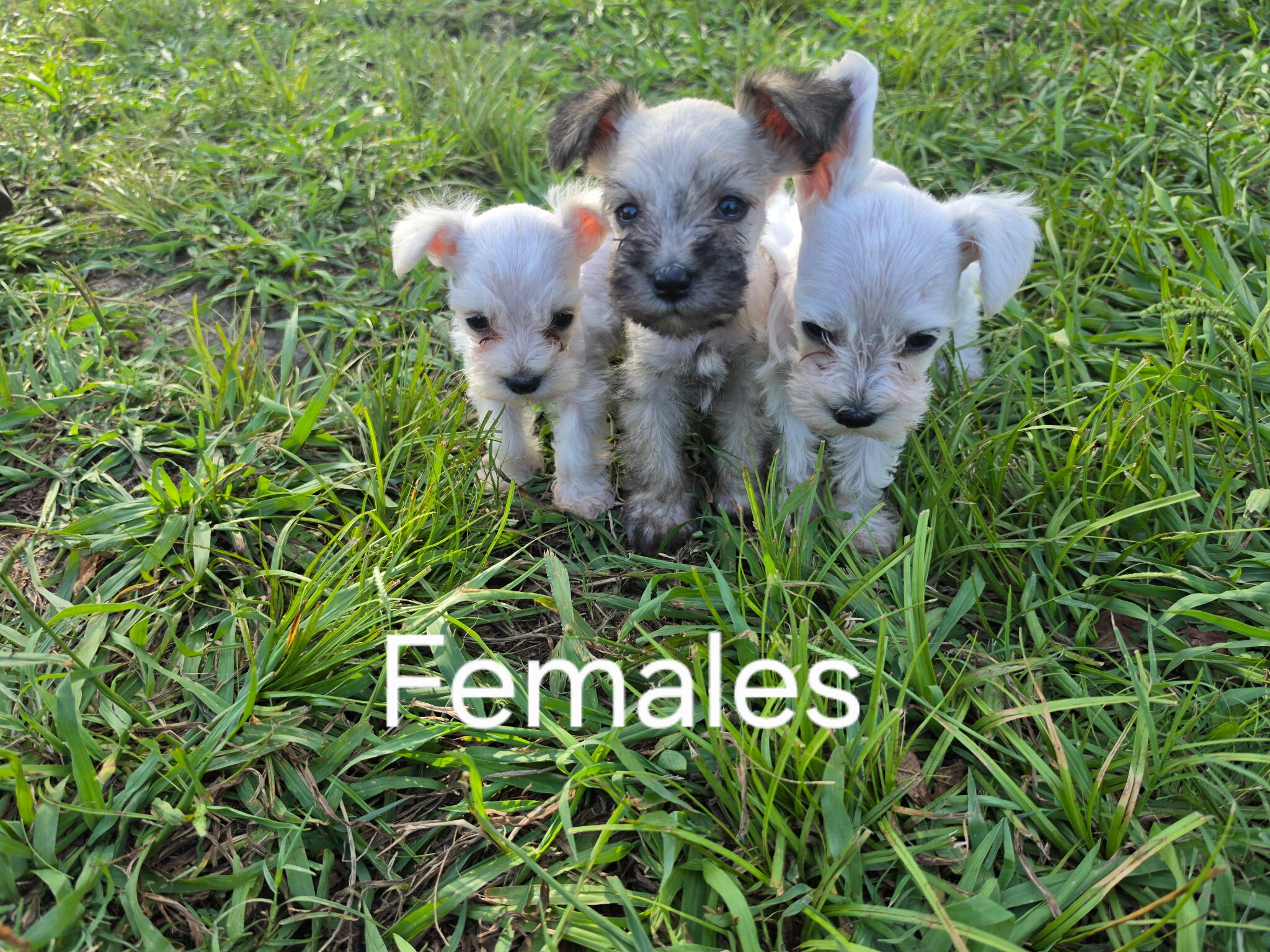 Schnauzer pup image 1