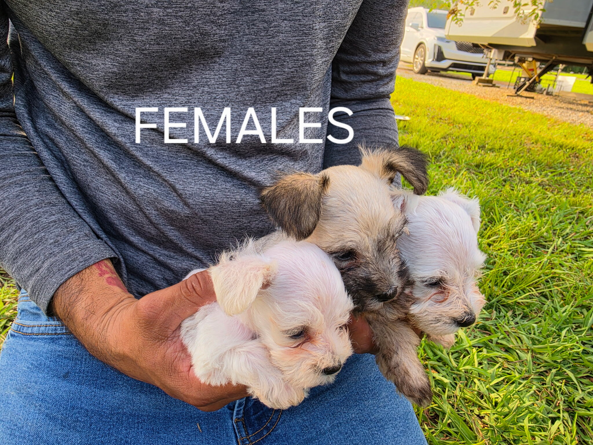 Schnauzer pup image 2