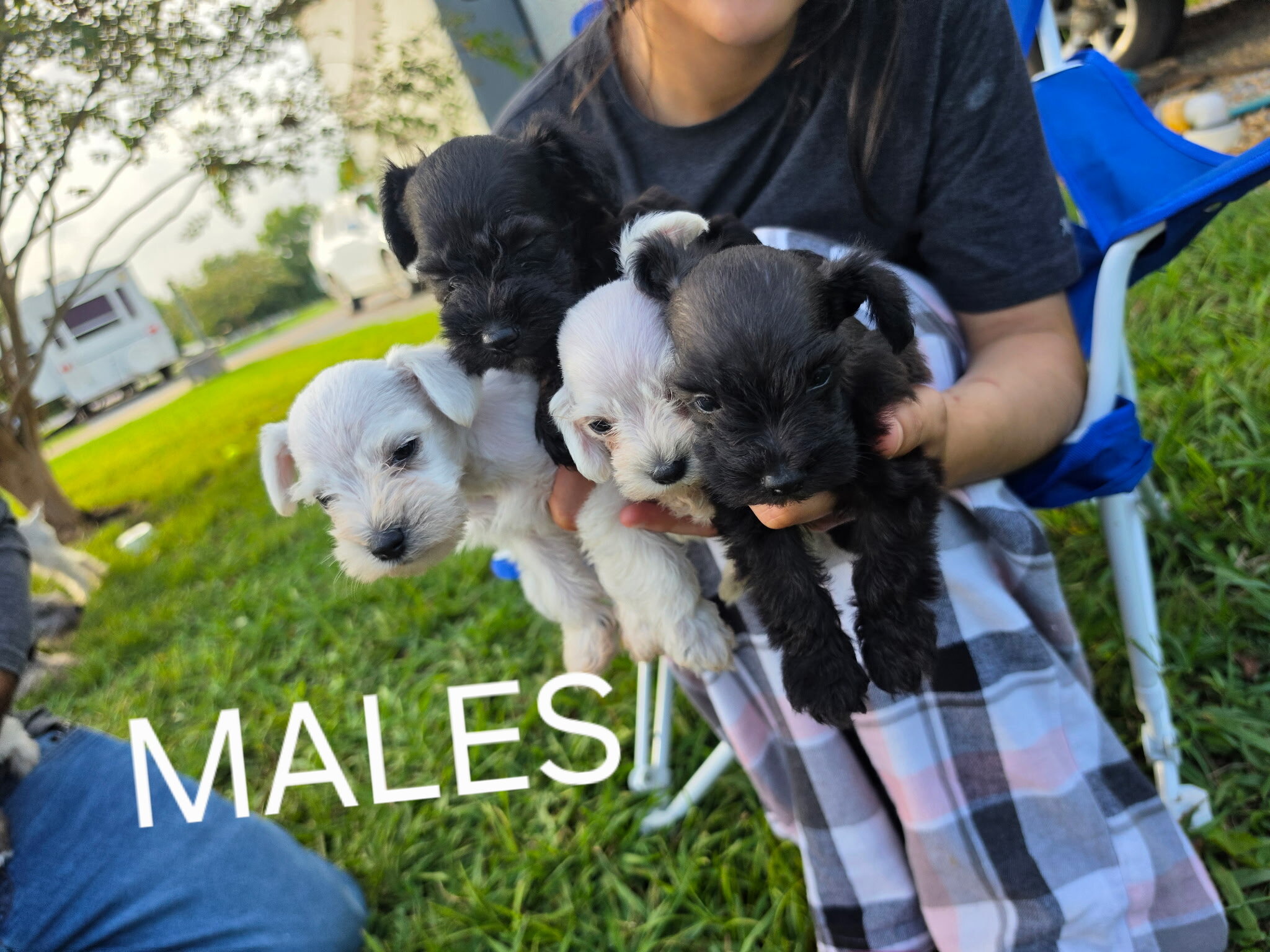 Schnauzer pup image 3