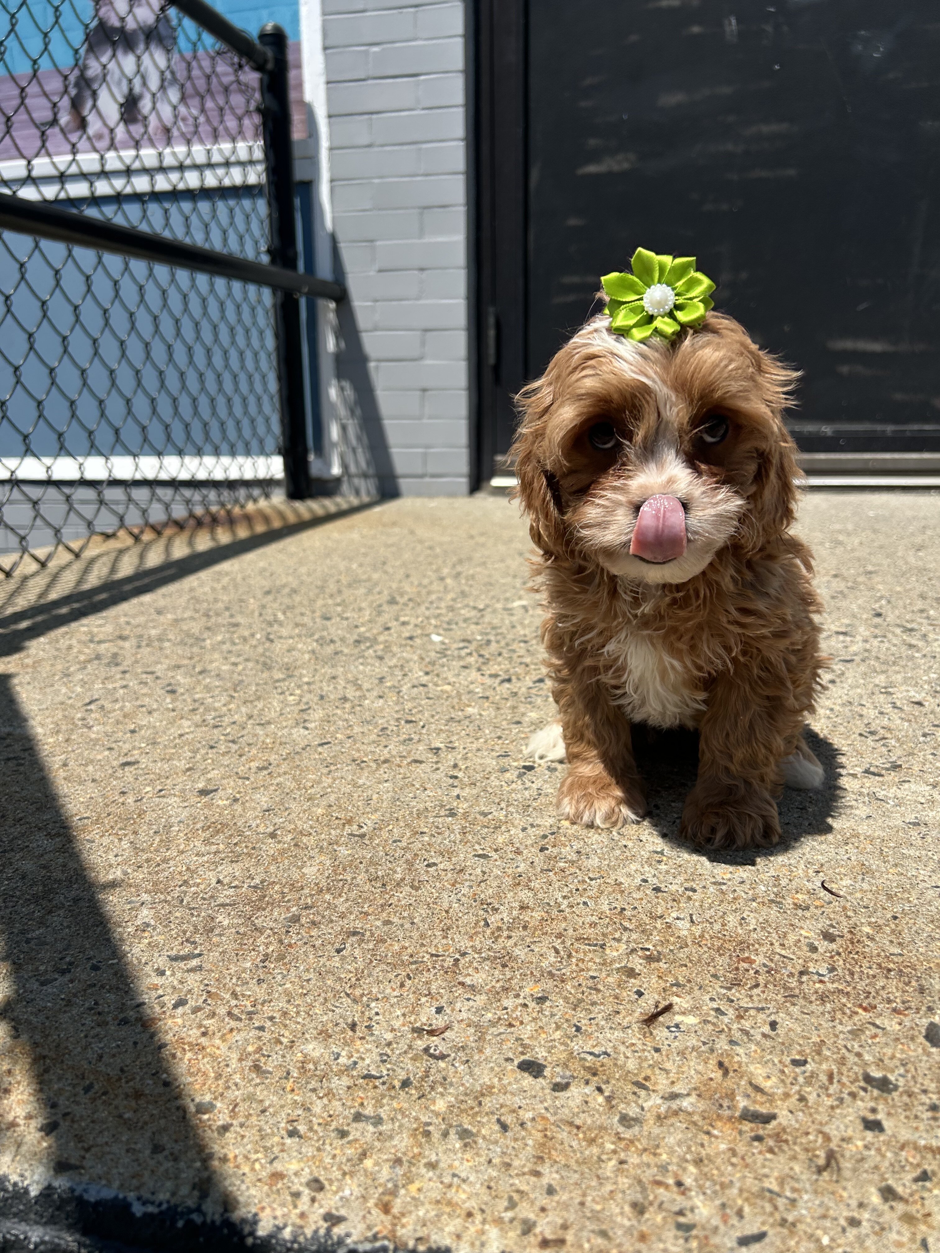 Cavapoo image 2