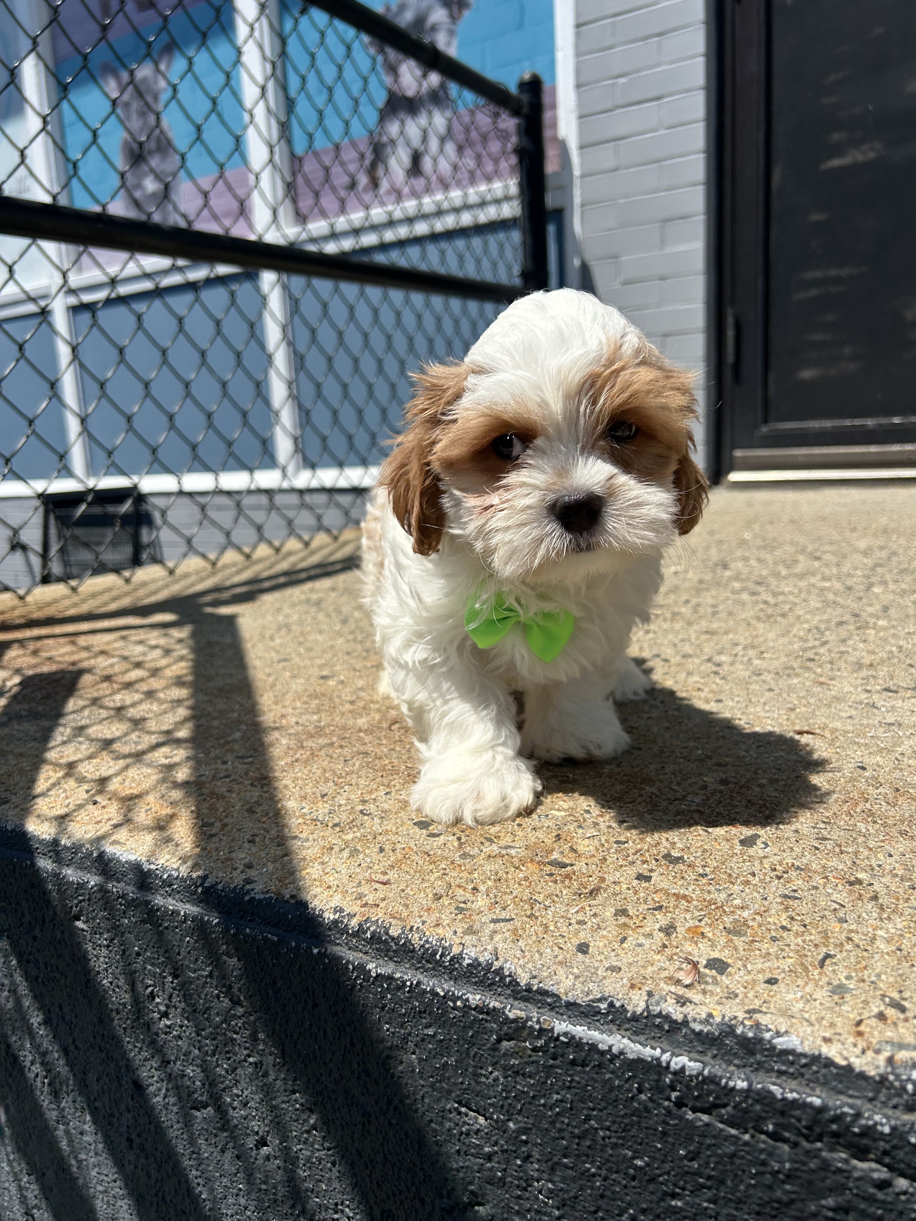 Cavapoo image 1