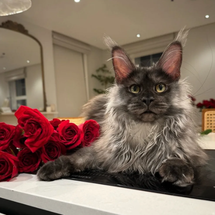 Tica Registered, Russian Line Maine Coon Kittens image 9
