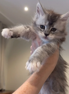 Tica Registered, Russian Line Maine Coon Kittens image 6