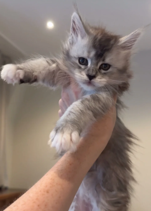 Tica Registered, Russian Line Maine Coon Kittens image 5