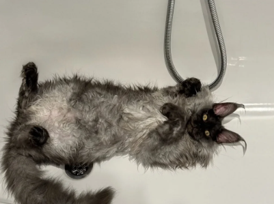 Tica Registered, Russian Line Maine Coon Kittens image 7