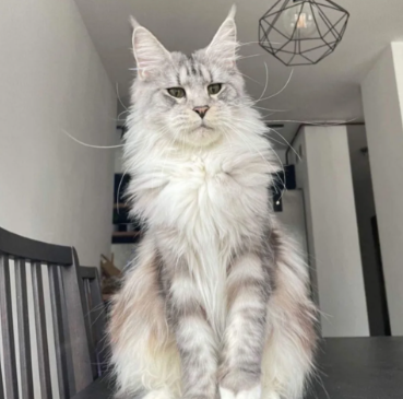 Tica Registered, Russian Line Maine Coon Kittens image 8