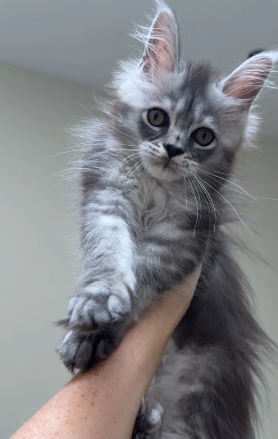 Tica Registered, Russian Line Maine Coon Kittens image 1