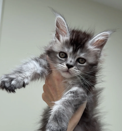 Tica Registered, Russian Line Maine Coon Kittens image 2