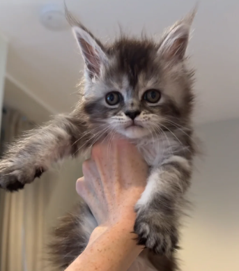 Tica Registered, Russian Line Maine Coon Kittens image 4