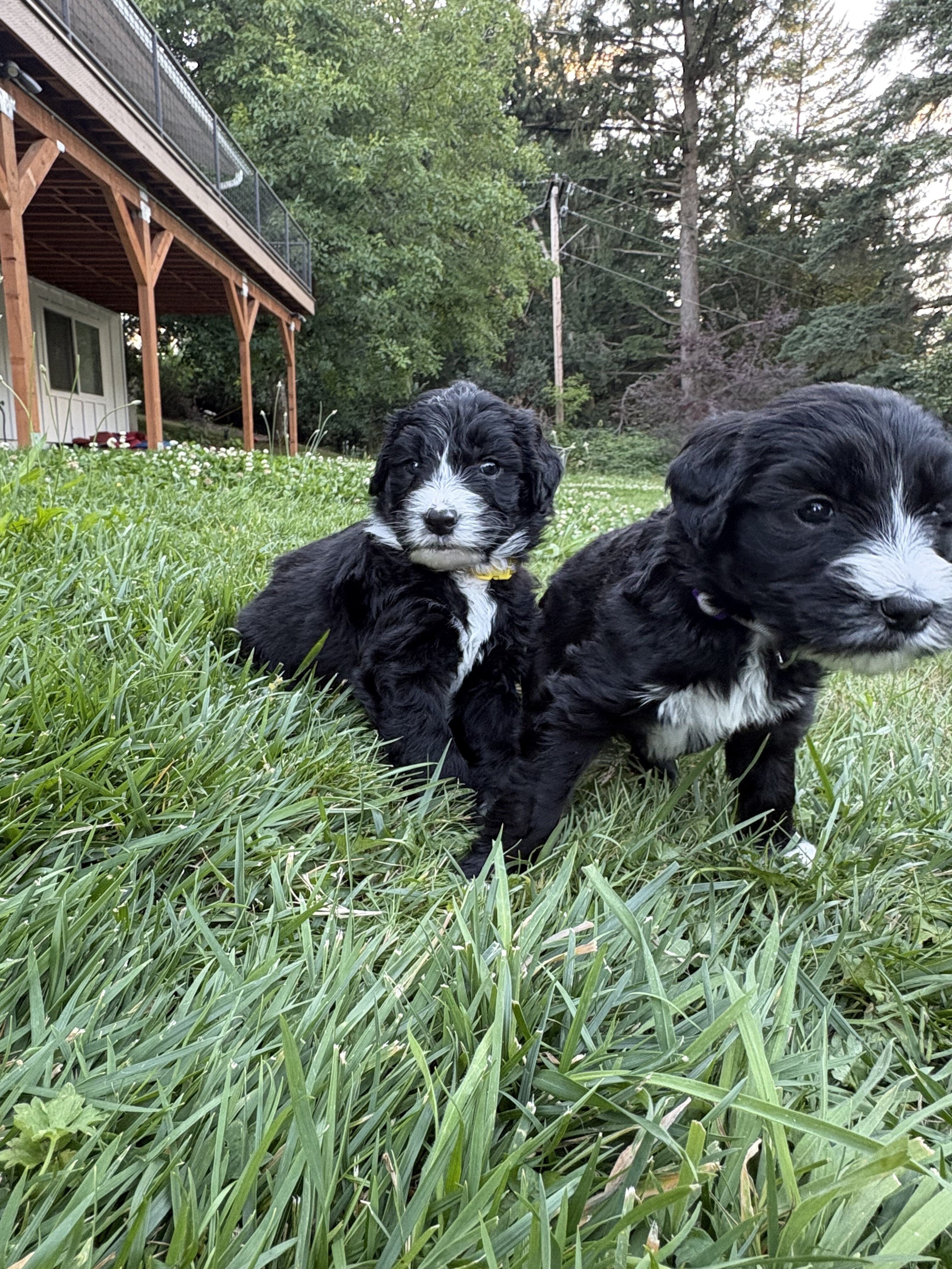 Sheepadoodle pups image 2