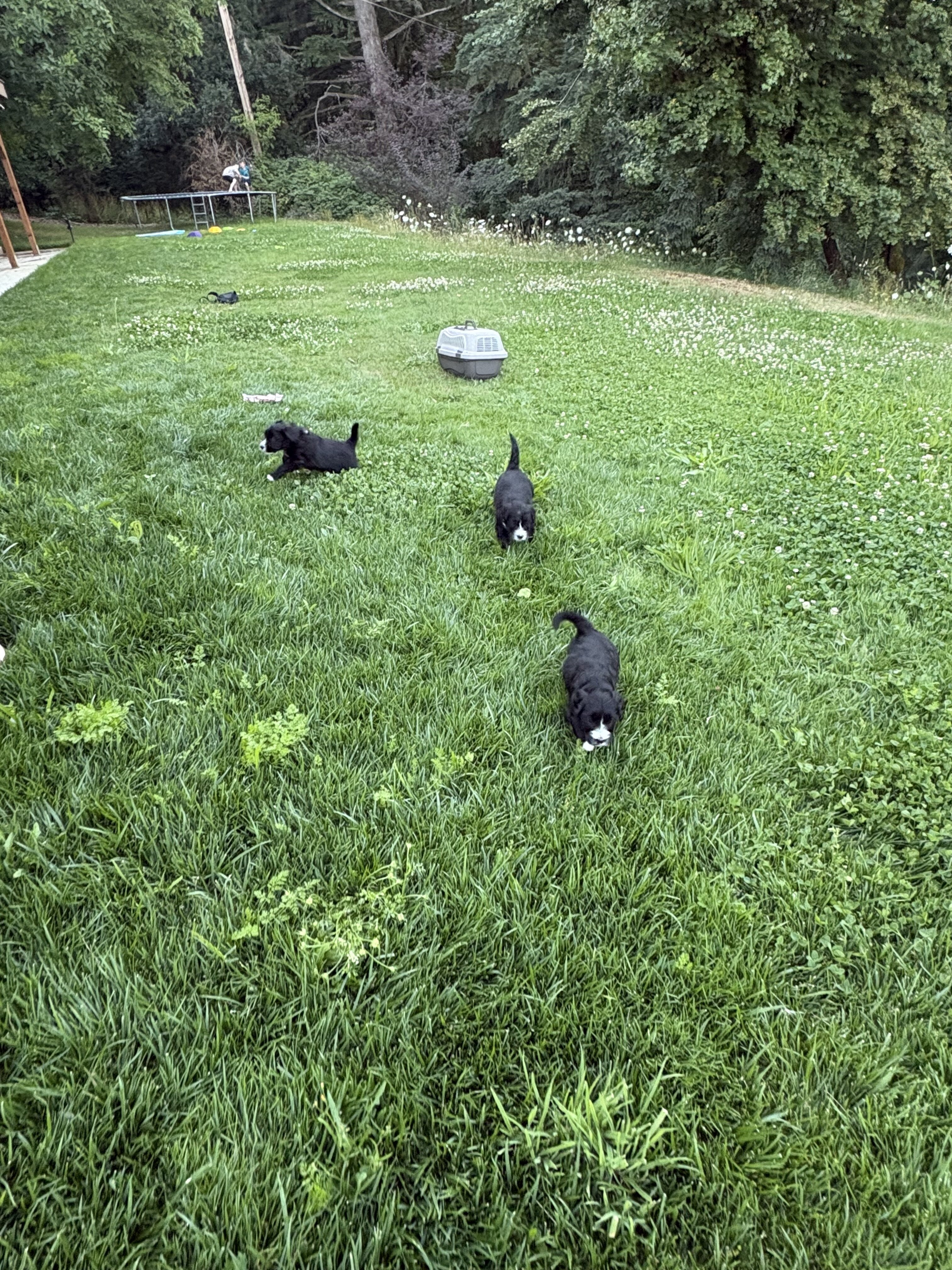 Sheepadoodle pups image 3