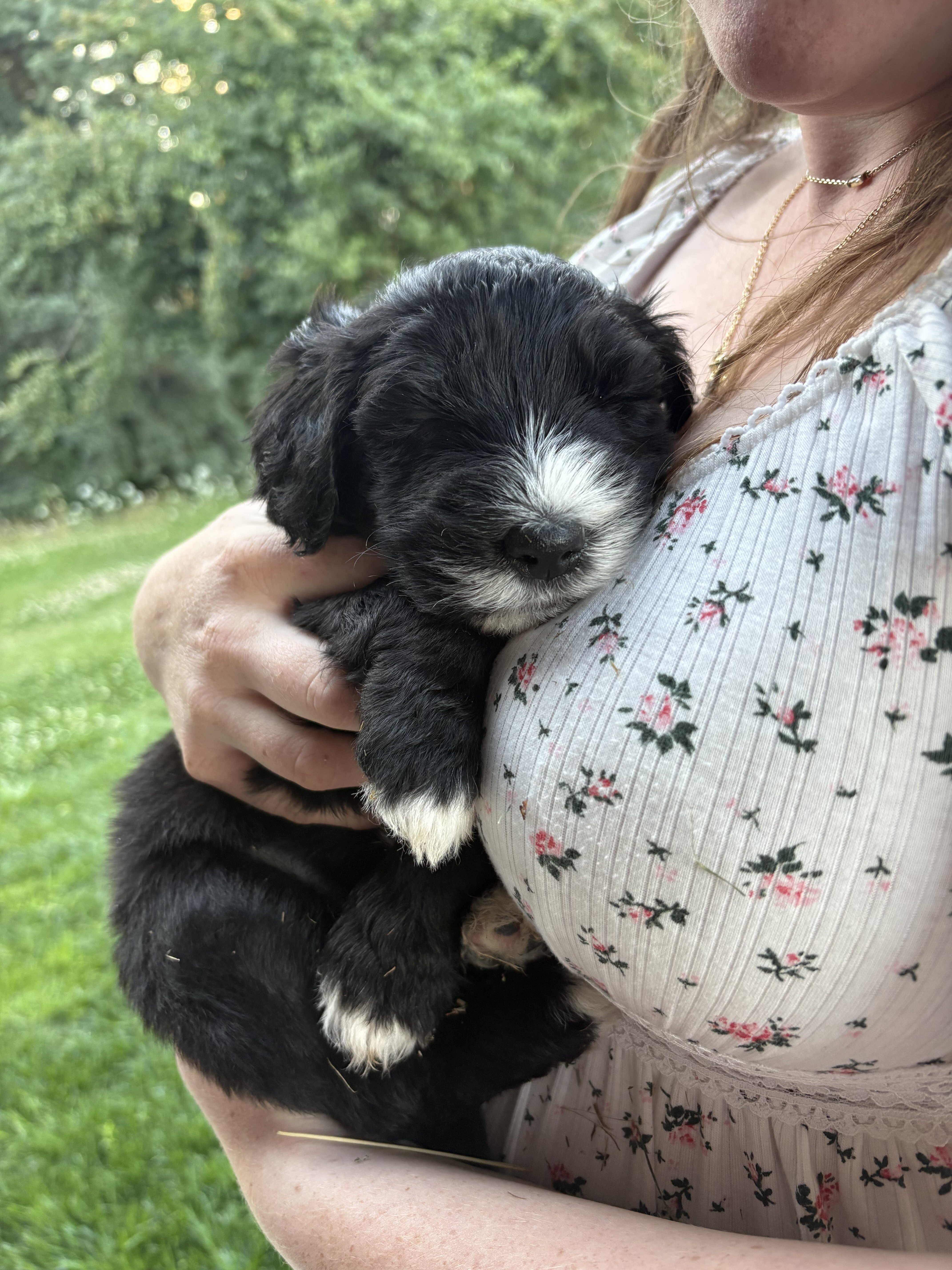Sheepadoodle pups image 1