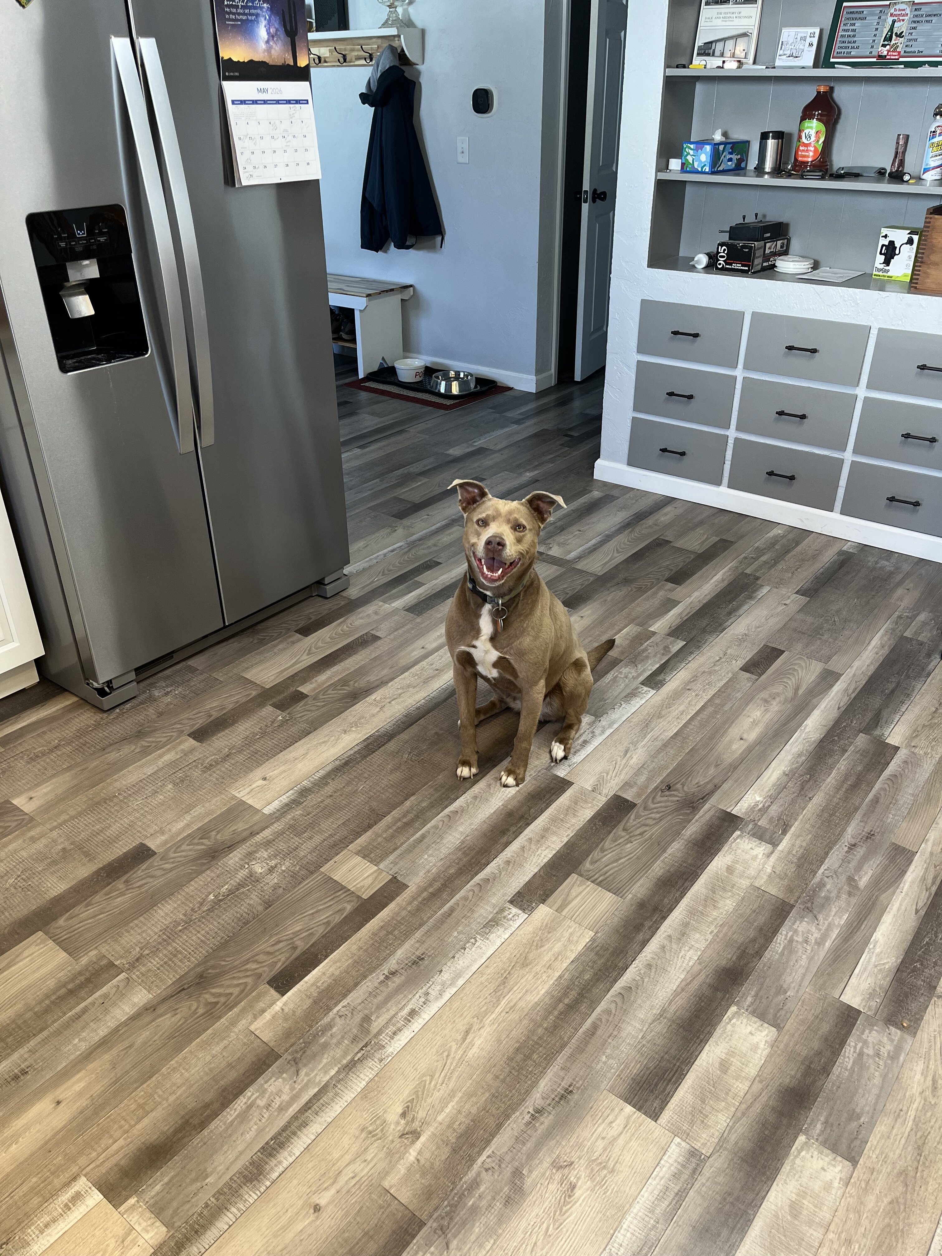 Rehoming friendly female dog image 1