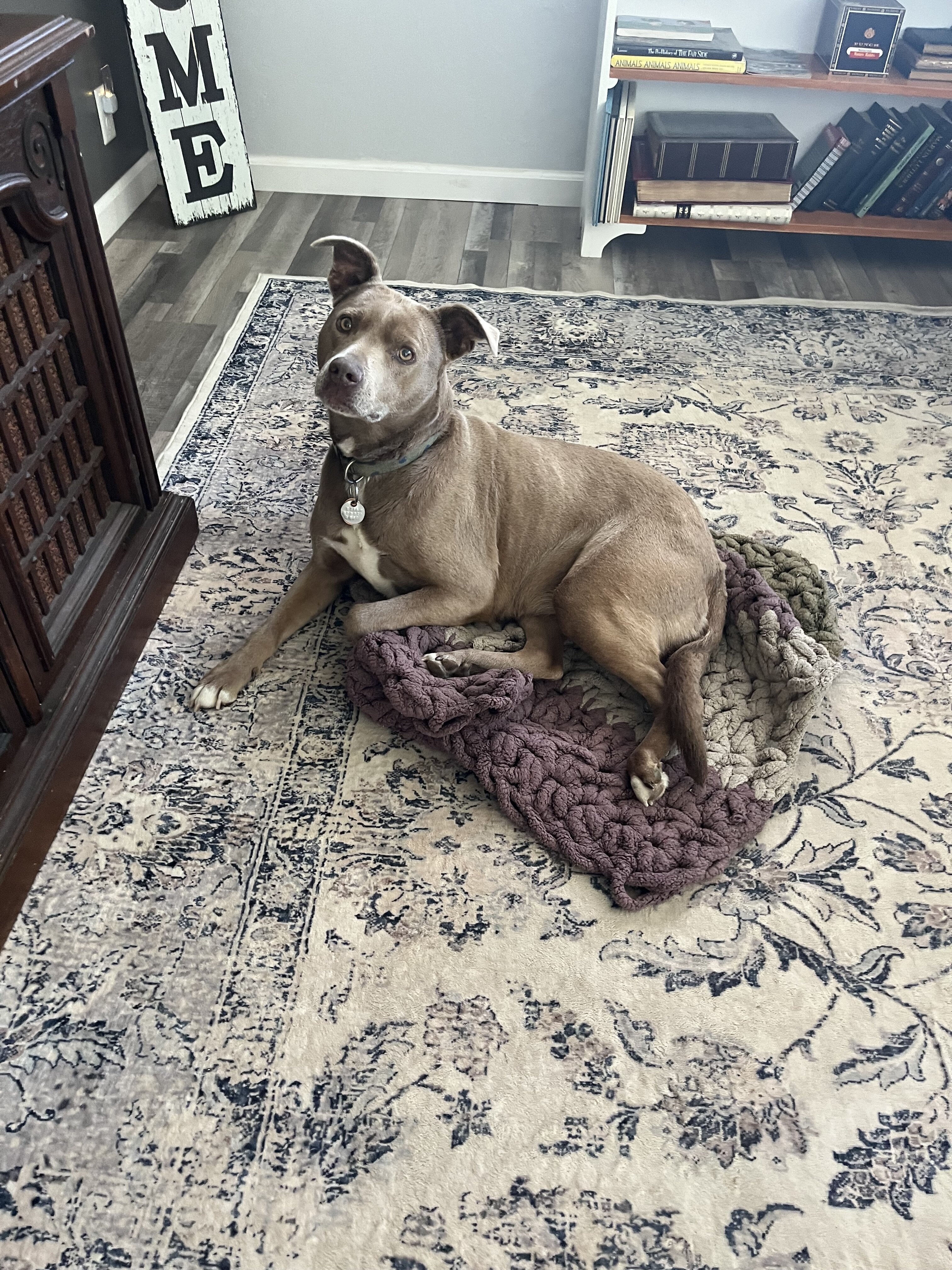 Rehoming friendly female dog image 3