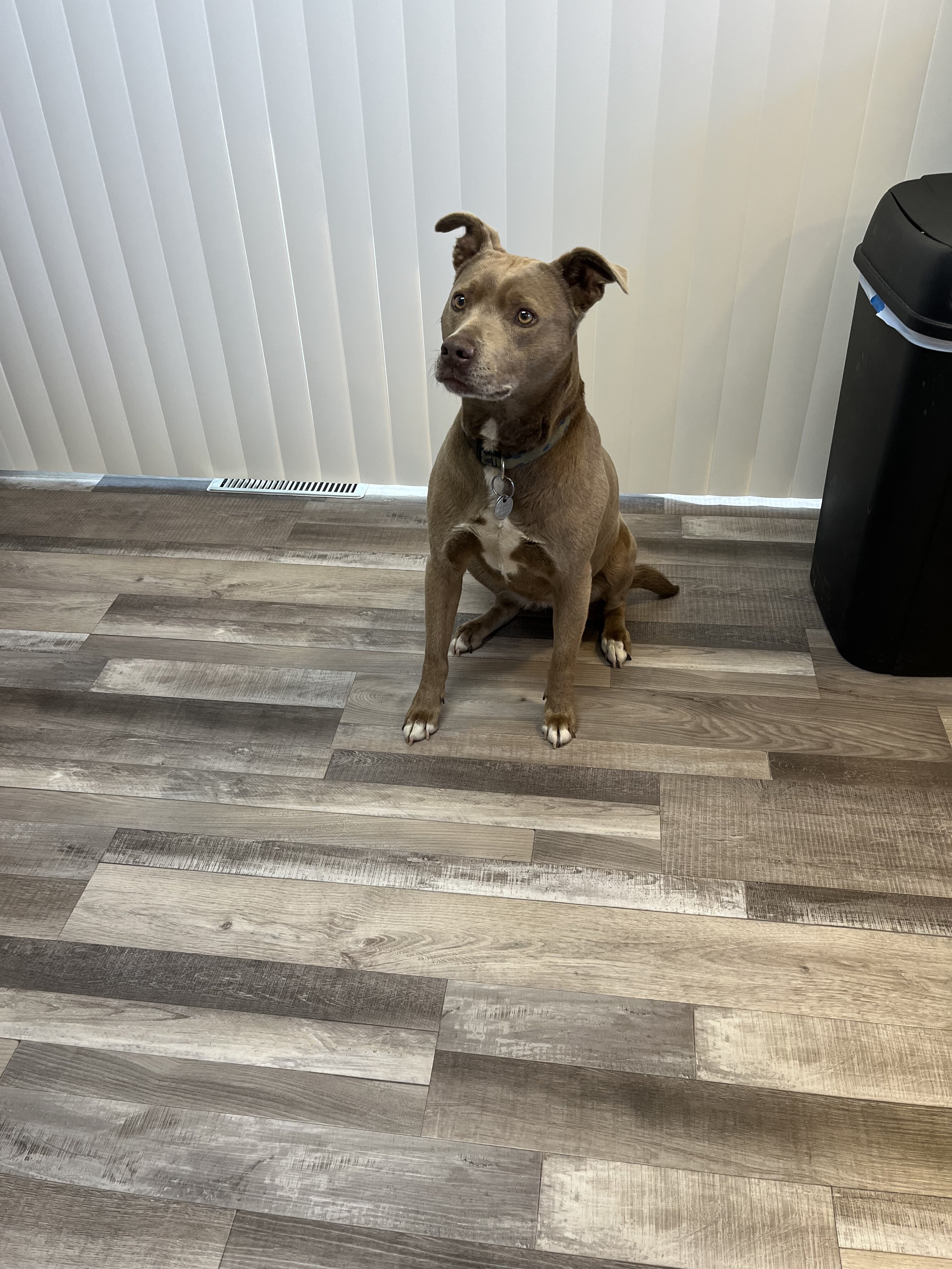 Rehoming friendly female dog image 2
