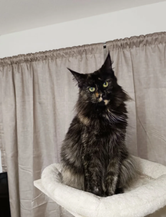 Stunning Champion-Line Maine Coons image 6