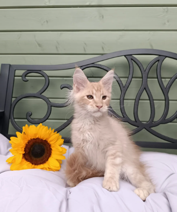 Stunning Champion-Line Maine Coons image 7